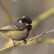 Coal Tit